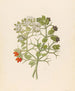 Carissa arduina and Carissa haematocarpa species by Clemenz Heinrich Wehdemann — artwork view