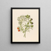 Carissa arduina and Carissa haematocarpa species by Clemenz Heinrich Wehdemann — framed artwork on a wall