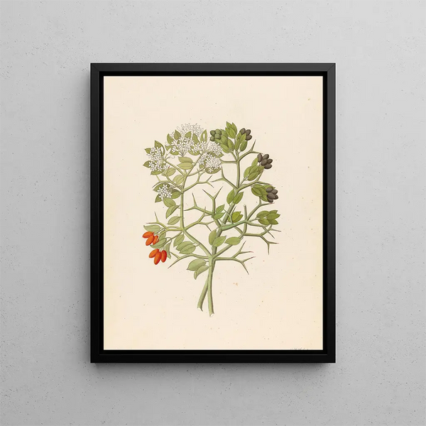 Carissa arduina and Carissa haematocarpa species by Clemenz Heinrich Wehdemann — framed artwork on a wall