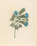 Acanthe carduifolia Blepharis sinuata - Clemenz Heinrich Wehdemann — artwork view