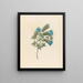 Acanthe carduifolia Blepharis sinuata - Clemenz Heinrich Wehdemann — framed artwork on a wall