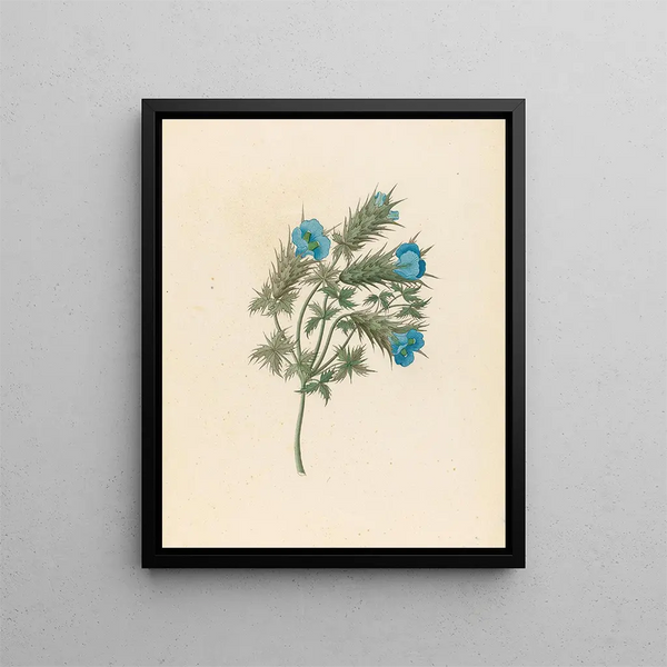 Acanthe carduifolia Blepharis sinuata - Clemenz Heinrich Wehdemann — framed artwork on a wall