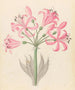 Couplets boophones d'Amaryllis - Clemenz Heinrich Wehdemann — artwork view