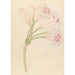 Amarillis Crinum lineare - Clemenz Heinrich Wehdemann — artwork view
