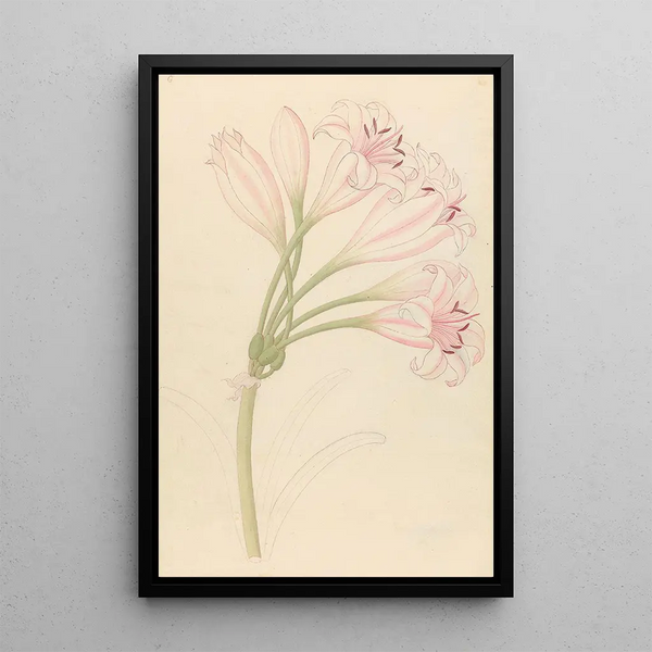 Amarillis Crinum lineare - Clemenz Heinrich Wehdemann — framed artwork on a wall