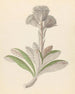 Arnica Oldenburgia grandis - Clemenz Heinrich Wehdemann — artwork view