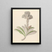 Arnica Oldenburgia grandis - Clemenz Heinrich Wehdemann — framed artwork on a wall