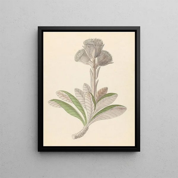 Arnica Oldenburgia grandis - Clemenz Heinrich Wehdemann — framed artwork on a wall