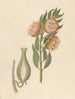 Asclepias grandiflora Pachycarpus grandiflorus - Clemenz Heinrich Wehdemann — artwork view