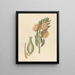 Asclepias grandiflora Pachycarpus grandiflorus - Clemenz Heinrich Wehdemann — framed artwork on a wall