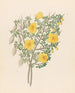 Bignonia Nova Espèce Rhigozum obovatum - Clemenz Heinrich Wehdemann — artwork view