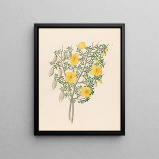 Clemenz Heinrich Wehdemann - Bignoniae Nova Specie Rhigozum obovatum.webp