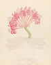Brunswigia Ammocharis coranica - Clemenz Heinrich Wehdemann — artwork view