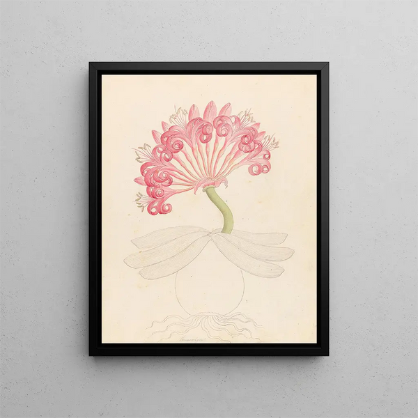 Brunswigia Ammocharis coranica - Clemenz Heinrich Wehdemann — framed artwork on a wall