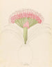 Brunswigia Brunsvigia grandiflora - Clemenz Heinrich Wehdemann — artwork view