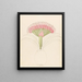 Brunswigia Brunsvigia grandiflora - Clemenz Heinrich Wehdemann — framed artwork on a wall