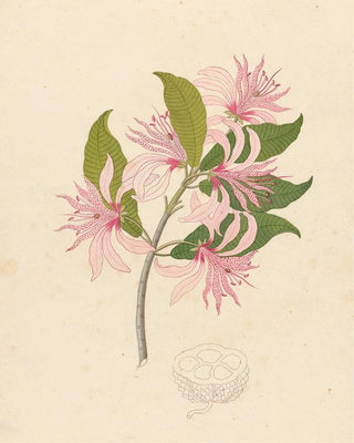 Clemenz Heinrich Wehdemann - Calodendrum capense.webp