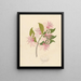 Calodendrum capense - Clemenz Heinrich Wehdemann — framed artwork on a wall