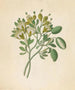 Capparis Nov Sp Maerua caffra - Clemenz Heinrich Wehdemann — artwork view