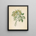 Capparis Nov Sp Maerua caffra - Clemenz Heinrich Wehdemann — framed artwork on a wall
