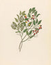 Celastrus Apodytes dimidiata - Clemenz Heinrich Wehdemann — artwork view