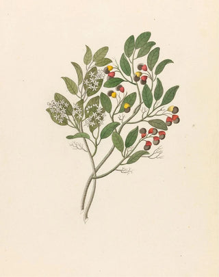 Clemenz Heinrich Wehdemann - Celastrus Apodytes dimidiata.webp
