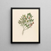 Celastrus Apodytes dimidiata - Clemenz Heinrich Wehdemann — framed artwork on a wall