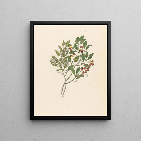 Celastrus Apodytes dimidiata - Clemenz Heinrich Wehdemann — framed artwork on a wall