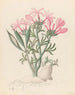 Céropégie ou Echites Pachypodium succulentum - Clemenz Heinrich Wehdemann — artwork view