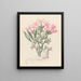 Céropégie ou Echites Pachypodium succulentum - Clemenz Heinrich Wehdemann — framed artwork on a wall