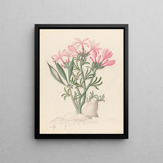 Clemenz Heinrich Wehdemann - Ceropegia or Echites Pachypodium succulentum.webp