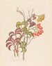 Cisfus Nov Sp Cyphostemma quinatum - Clemenz Heinrich Wehdemann — artwork view