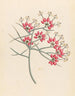 Cléome juncea Cadaba aphylla - Clemenz Heinrich Wehdemann — artwork view