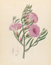 Convolvulus Ipomoea oenotheroides - Clemenz Heinrich Wehdemann — artwork view