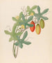 Cucumis Melothria pendula Coccinea quinqueloba - Clemenz Heinrich Wehdemann — artwork view