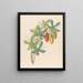 Cucumis Melothria pendula Coccinea quinqueloba - Clemenz Heinrich Wehdemann — framed artwork on a wall