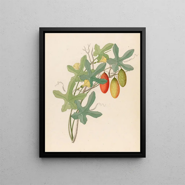 Cucumis Melothria pendula Coccinea quinqueloba - Clemenz Heinrich Wehdemann — framed artwork on a wall