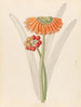Cyrtanthus Clivia nobilis - Clemenz Heinrich Wehdemann — artwork view