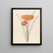Cyrtanthus Clivia nobilis - Clemenz Heinrich Wehdemann — framed artwork on a wall