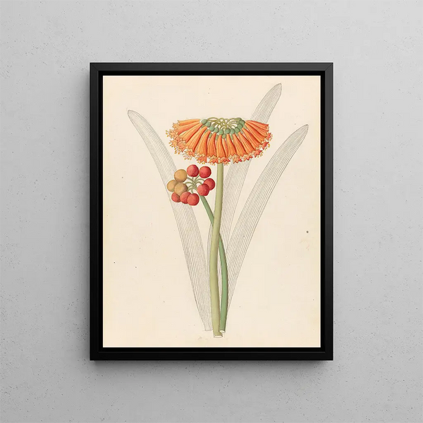 Cyrtanthus Clivia nobilis - Clemenz Heinrich Wehdemann — framed artwork on a wall