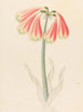 Cyrtanthus obliquus Cyrtanthus obliquus - Clemenz Heinrich Wehdemann — artwork view