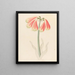 Cyrtanthus obliquus Cyrtanthus obliquus - Clemenz Heinrich Wehdemann — framed artwork on a wall