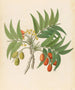 Decandria Mon Harpephyllum caffrum - Clemenz Heinrich Wehdemann — artwork view