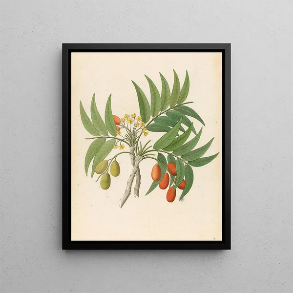 Decandria Mon Harpephyllum caffrum - Clemenz Heinrich Wehdemann — framed artwork on a wall
