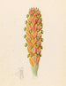 Didinamia angiosperma Harveya hyobanchoides - Clemenz Heinrich Wehdemann — artwork view