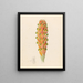 Didinamia angiosperma Harveya hyobanchoides - Clemenz Heinrich Wehdemann — framed artwork on a wall