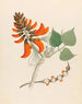 Erythrina caffra - Clemenz Heinrich Wehdemann — artwork view