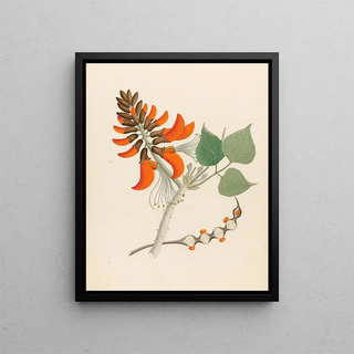 Clemenz Heinrich Wehdemann - Erythrina Caffras.webp