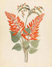 Erythrina Nov Species Erythrina humeana - Clemenz Heinrich Wehdemann — artwork view