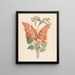 Erythrina Nov Species Erythrina humeana - Clemenz Heinrich Wehdemann — framed artwork on a wall